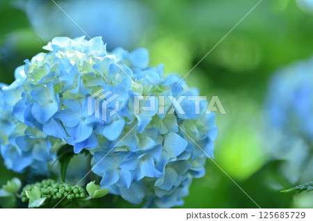Hydrangea in the neighborhood 125685729