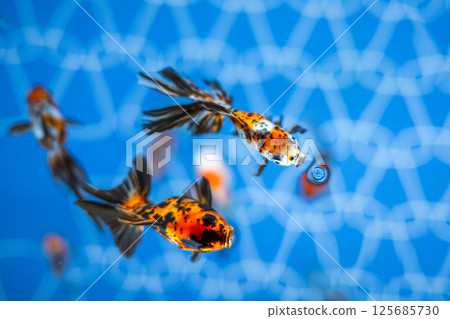 Goldfish   125685730