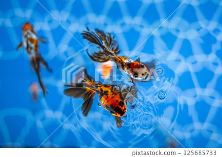 金魚 金魚 125685733