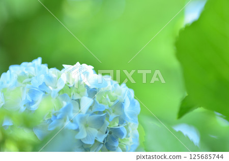 附近的繡球花 125685744