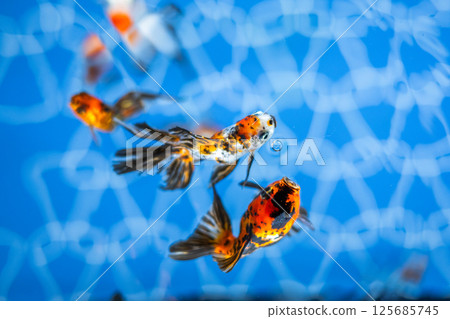 Goldfish   125685745