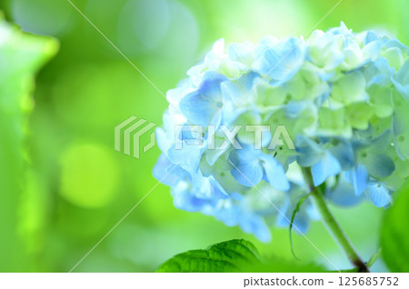 附近的繡球花 附近的繡球花 125685752