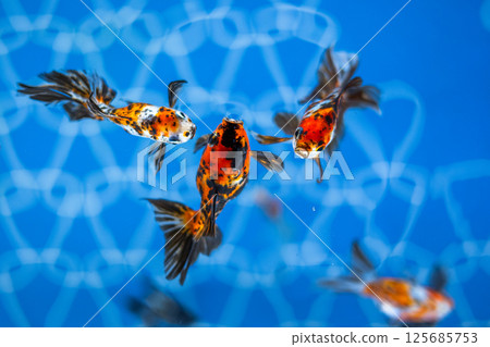 金魚 金魚 125685753