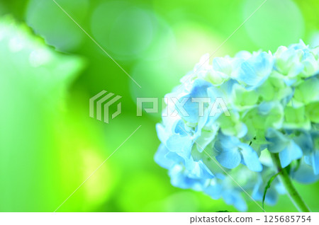 附近的繡球花 附近的繡球花 125685754