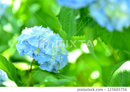 Hydrangea in the neighborhood 125685756