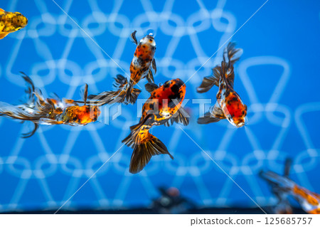 Goldfish   125685757