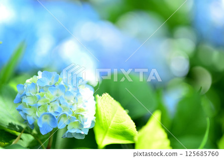 附近的繡球花 125685760