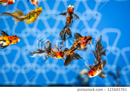 Goldfish   125685761