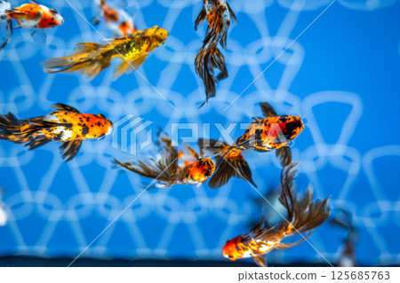 金魚 125685763