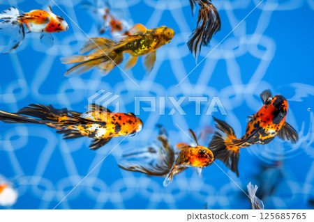 金魚 金魚 125685765