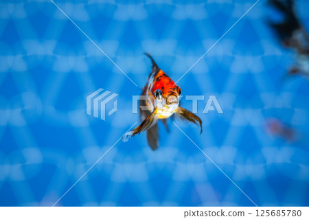 Goldfish Goldfish 125685780