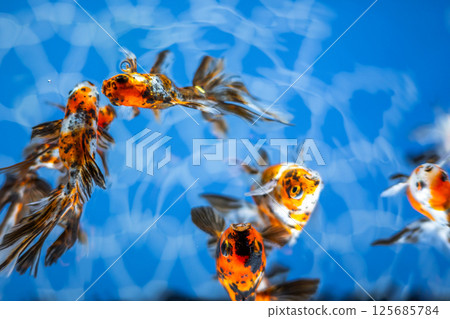金魚 金魚 125685784