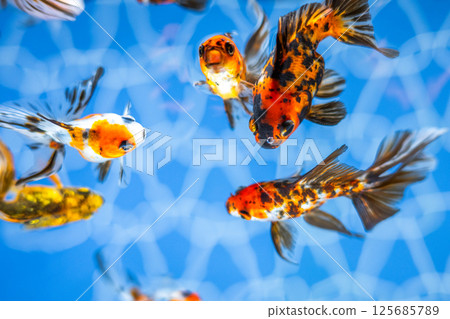 Goldfish Goldfish 125685789