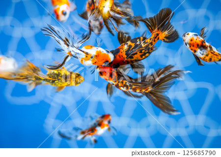 金魚 金魚 125685790