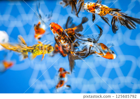 Goldfish Goldfish 125685792