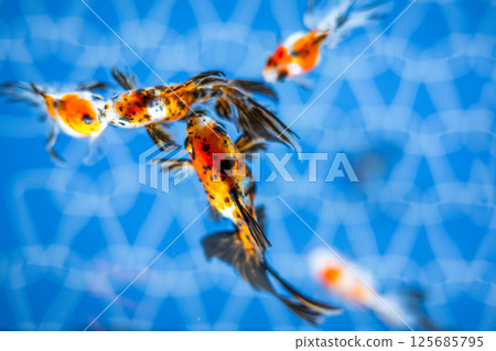 Goldfish Goldfish 125685795