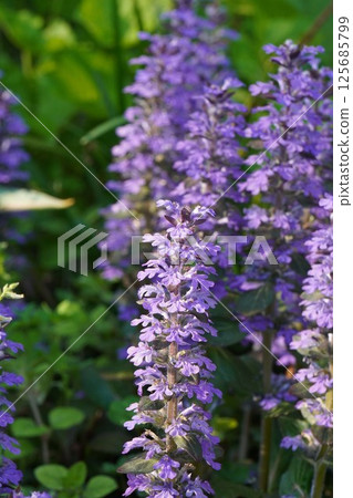 筋骨草花，2025年4月 125685799