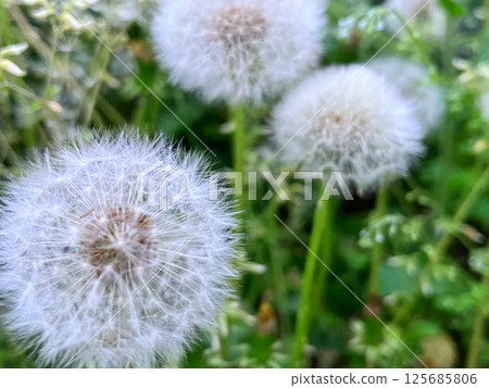 Fluffy dandelion fluff Fluffy dandelion fluff 125685806