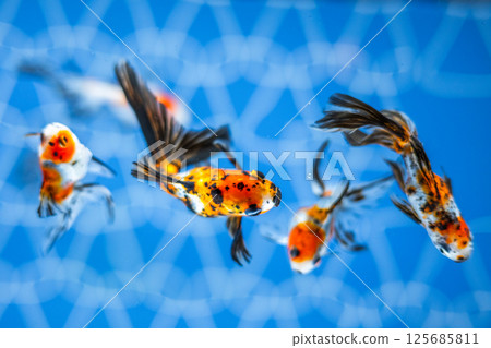 金魚 125685811