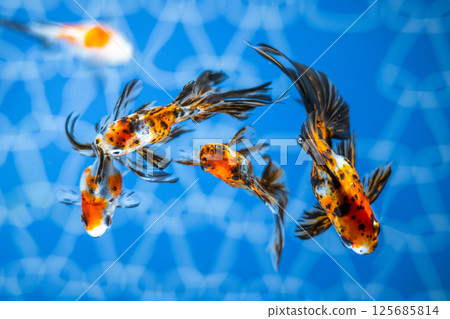 金魚 金魚 125685814