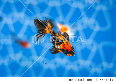 Goldfish Goldfish 125685815
