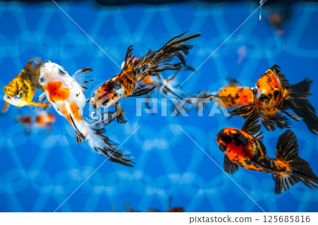 金魚 125685816