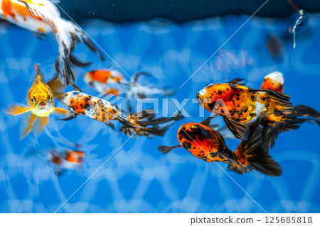 Goldfish   125685818