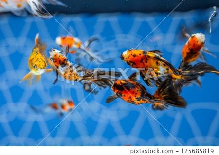 Goldfish   125685819