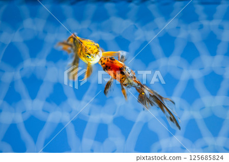 金魚 金魚 125685824
