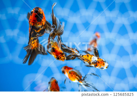 金魚 125685825