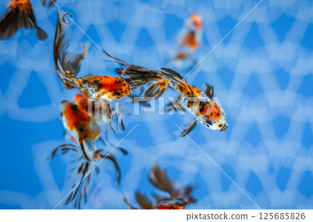 金魚 金魚 125685826