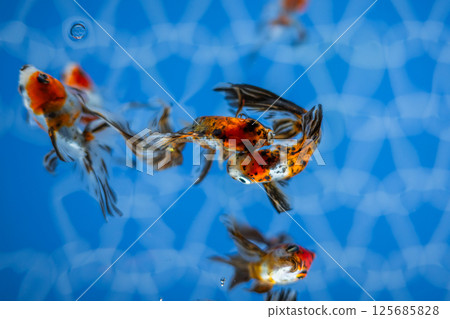 Goldfish Goldfish 125685828