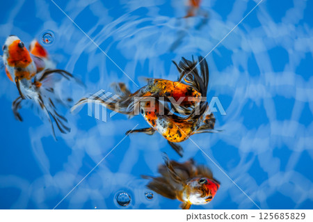 Goldfish Goldfish 125685829