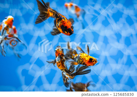 Goldfish Goldfish 125685830