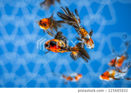 Goldfish Goldfish 125685832