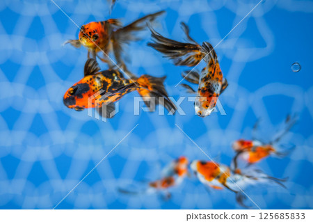 Goldfish   125685833