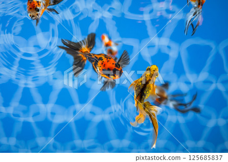 Goldfish   125685837