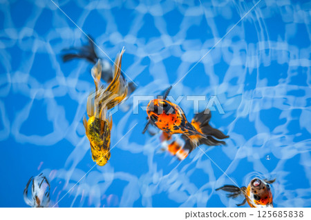 Goldfish   125685838