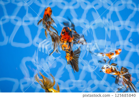 Goldfish Goldfish 125685840