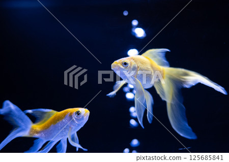 Goldfish   125685841