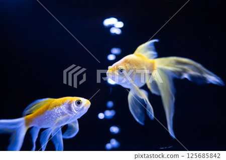 金魚 金魚 125685842