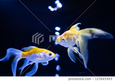 金魚 125685843