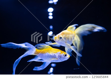 Goldfish Goldfish 125685844