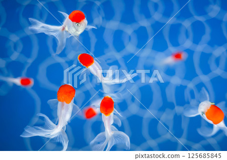 Goldfish   125685845
