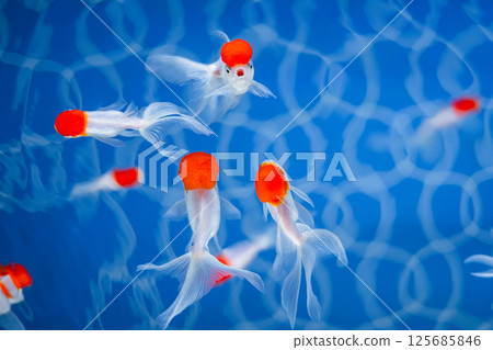 Goldfish Goldfish 125685846