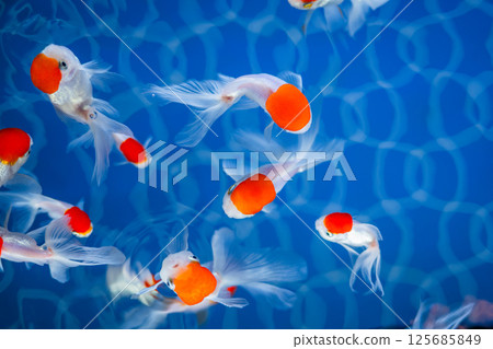 金魚 125685849