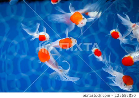 Goldfish Goldfish 125685850