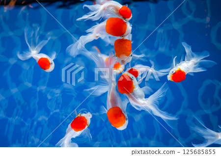 Goldfish Goldfish 125685855