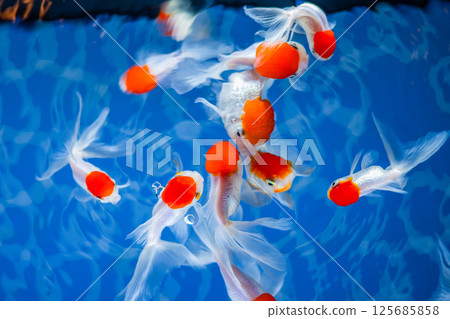 Goldfish Goldfish 125685858