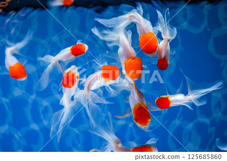 金魚 125685860